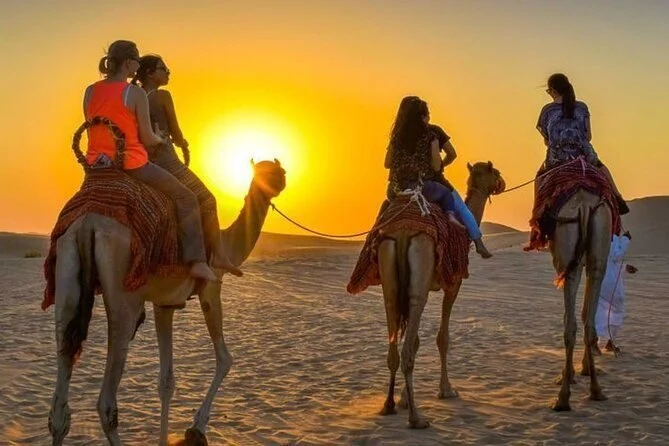 Dromadaires dans les dunes au coucher du soleil