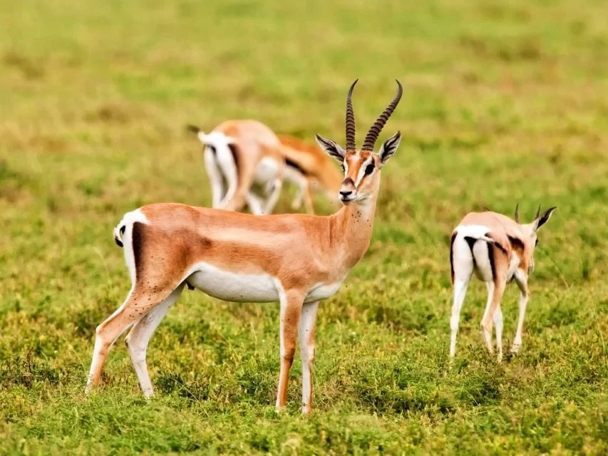 Parc national de Souss-Massa et safari