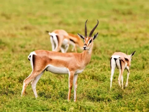 Parc national de Souss-Massa et safari