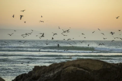 A surfer on the coast