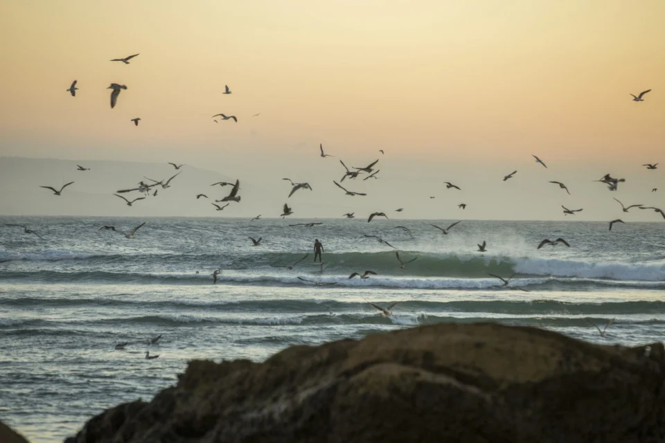 Surfeur sur la côte